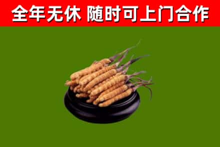 凉州区烟酒回收冬虫夏草.jpg